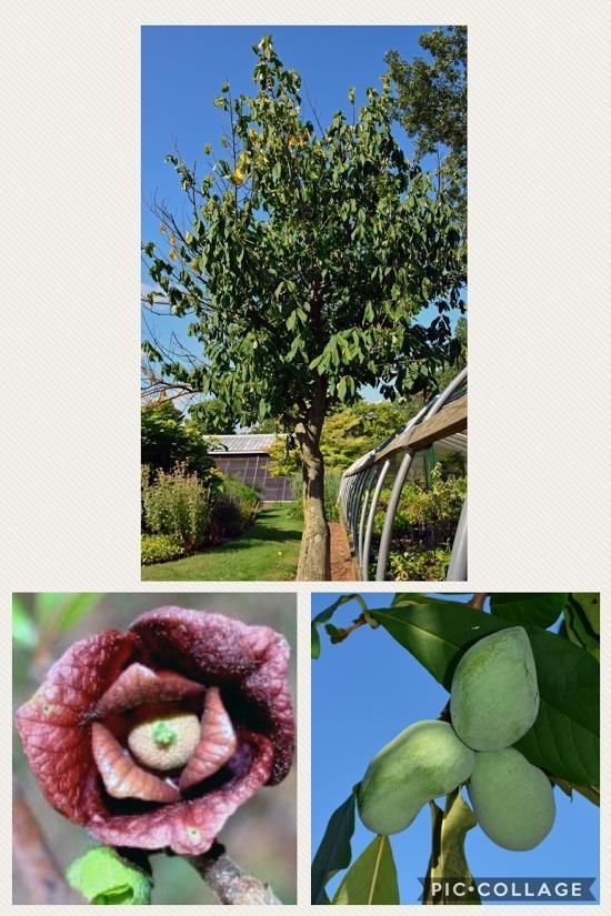 photo of tree