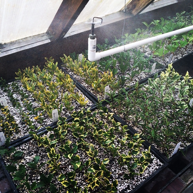 Home Broken Arrow Nursery